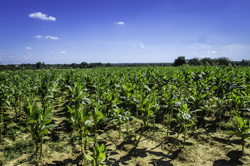 Tobacco fields in Viñales
