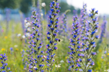 Obraz premium wild purple flowers