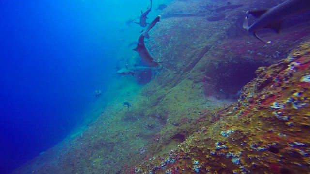 Увлекательные подводные погружения с акулами у острова Рока Партида в Тихом океане. Мексика.
