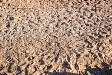 Texture of sand. Sand mixed with crushed shells. Shore of the ocean. Begin your journey.