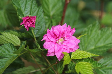 Lachsbeere  Brombeere Blüte