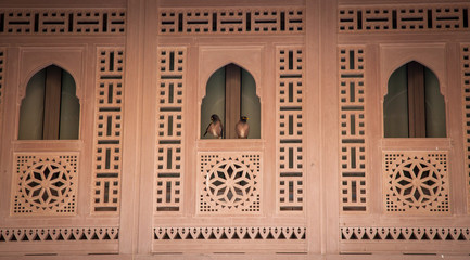 2 birds in a window pane