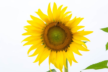 Fototapeta premium sunflower.