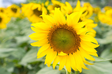 sunflower.