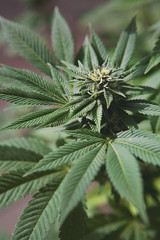 Naklejka na ściany i meble Bud, head of growing medical cannabis, marihuana in full bloom