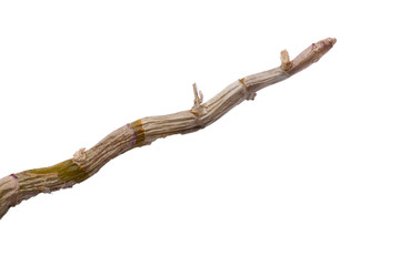 isolated dendrobium branch on white