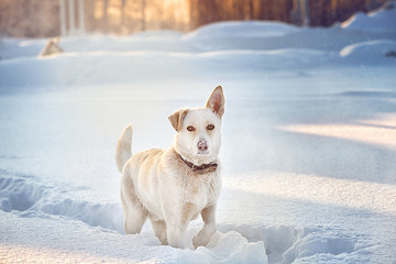 Large dog standing in the snow