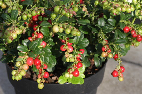 Vaccinium vitis idea Red Fr&uuml;chte