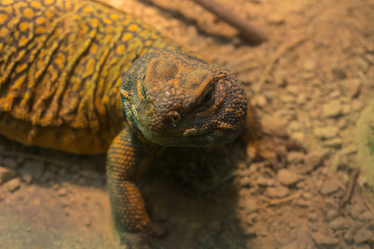 Leguan in der W&uuml;ste, close-up