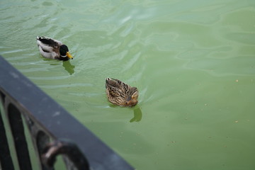 Two ducks on the water