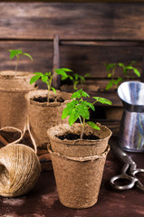 Young seedlings tomato