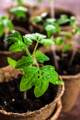 Young seedlings tomato