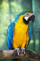 The blue and Gold macaw (Ara ararauna)