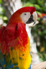 The scarlet macaw (Ara macao)