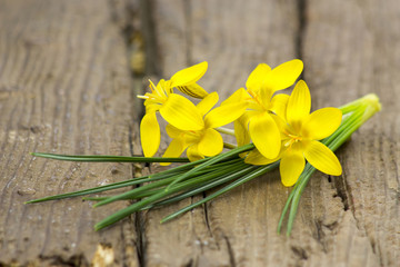 crocus - spring flowers