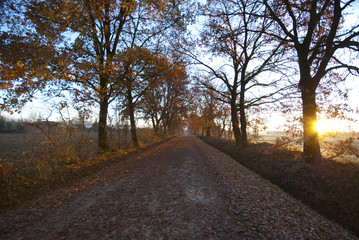 Desert rural road at sunrise in autumn. Orange leaves in the road in Valdichiana, Tuscany.