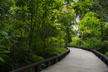 Krabi, Thailand. Tropical rainforest in Asia with mangrove and a path