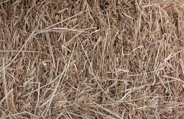 Dry Straw texture background.