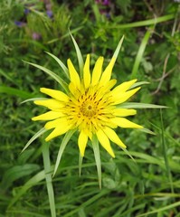 Mountain flowers in spring in a national park in Kazakhstan