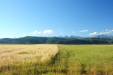 Fototapeta premium The last days of summer. Agricultural landscape. The boundary between the fields with unharvested grain harvest. Blue sky with cumulus clouds. Mountains on the horizon. Photo partially tinted.