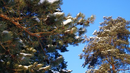 Cones on a pine