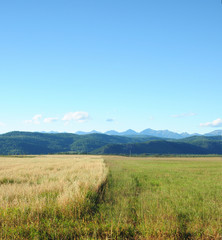 The last days of summer. Agricultural landscape. The boundary between the fields with unharvested grain harvest. Blue sky with cumulus clouds. Mountains on the horizon. Photo partially tinted.