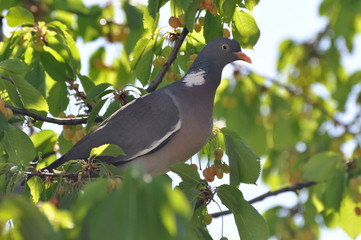 Common Wood Pigeon on cherry tree in spring
