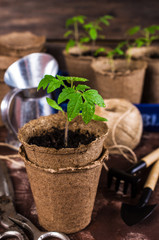 Young seedlings tomato