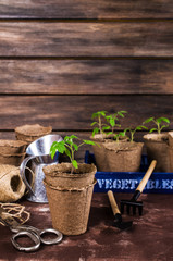 Young seedlings tomato