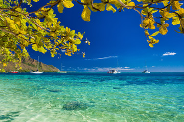 Tree with yellow leaves over the beach at Moorea, Tahiti