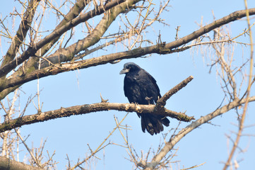 Birds - Rook (Corvus frugilegus) on a branch in spring