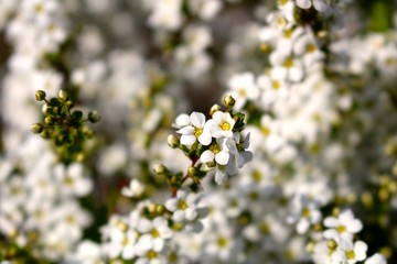 Fleurs du printemps à Tokyo, Japon