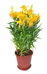 Yellow lily flowers in pot isolated on white background.