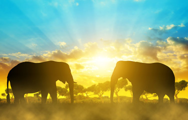 Fototapeta na wymiar Silhouette elephants on the savannah at sunset.