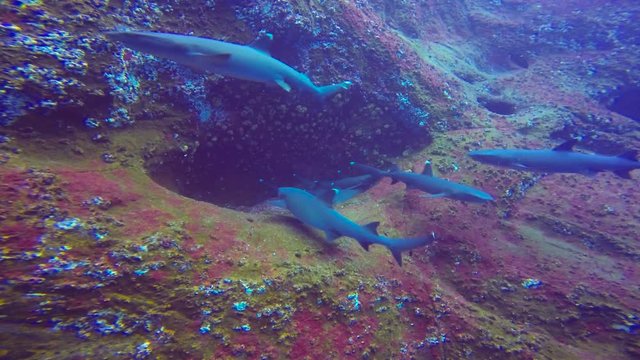 Увлекательные подводные погружения с акулами у острова Рока Партида в Тихом океане. Мексика.