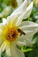 A flying bee seeking for some sweet juice from a white flower 