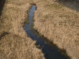 枯草の中を流れる小川