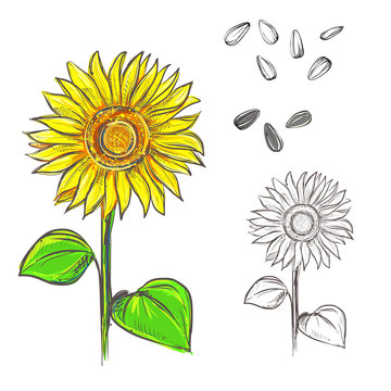 Hand drawn vector illustration set of color and monochrome sunflower, grain, seed. sketch. Vector eps 8
