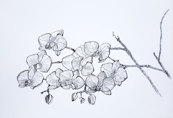 Sketch graphics gel pen orchids