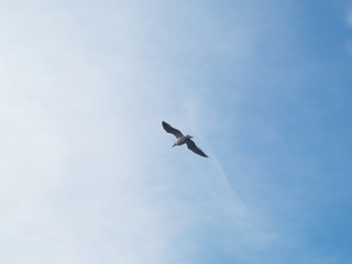 飛ぶカモメ