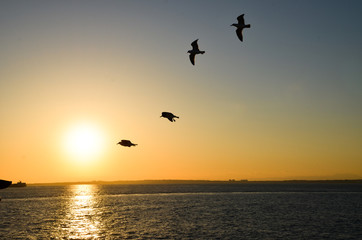 カモメとともに行く東京湾フェリー