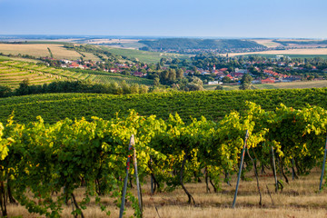 Fototapeta na wymiar Wine countryside