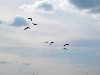 小さなカモの群れ