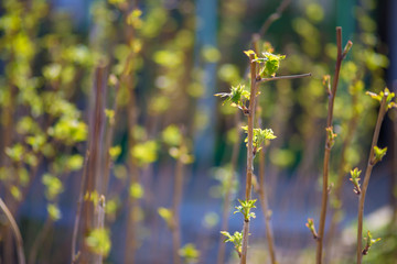 first green buds of raspberry