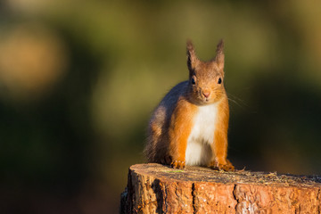 Red Squirrel (sciurus vulgaris) sat on a tree stump, Caledonian Forest, Scotland,UK