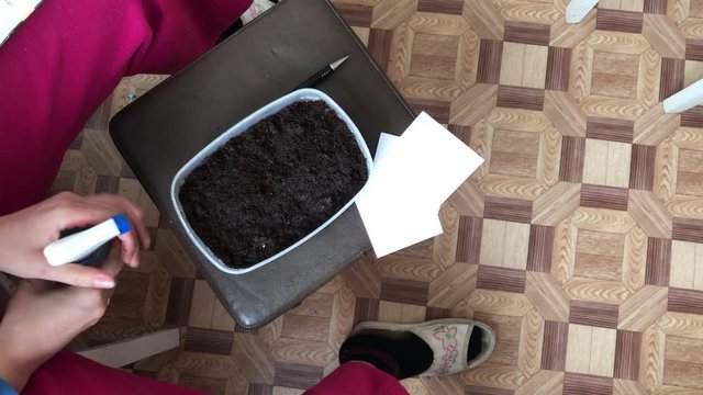Spring planting seeds for seedlings. She pours from a spray the seeds planted in the soil. Video shot on the iPhone 7 Plus