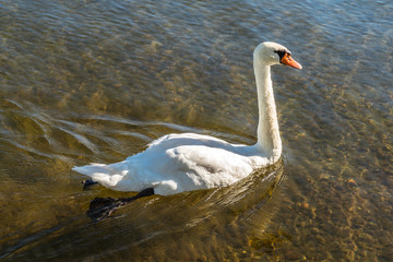 Ein Schwan schwimmend im See