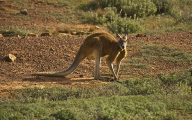 Naklejka na ściany i meble kangaroo