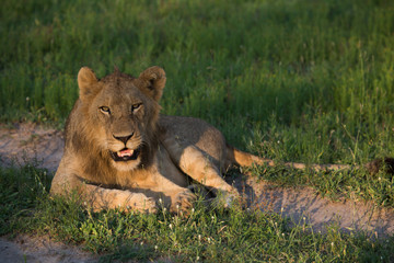 Kruger national park