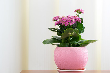 Blossoming Pink Kalanchoe in pot